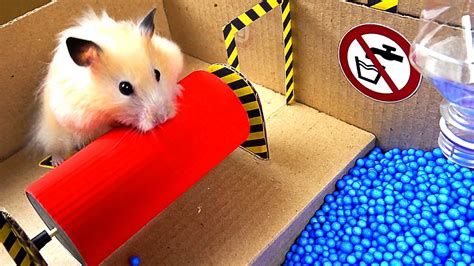 hamster mazes youtube|cute hamster maze videos.